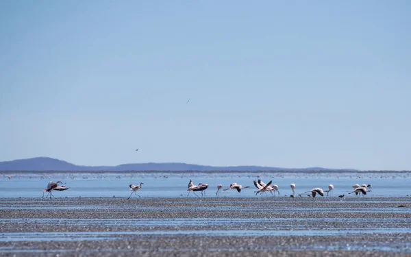 Belo Tiro Flamingos Mar Com Uma Enorme Montanha Fundo — Fotografia de Stock