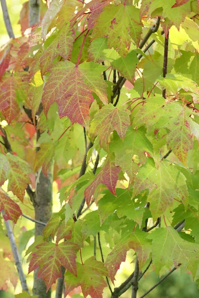 树枝上的绿色橙色叶子的特写镜头 — 图库照片