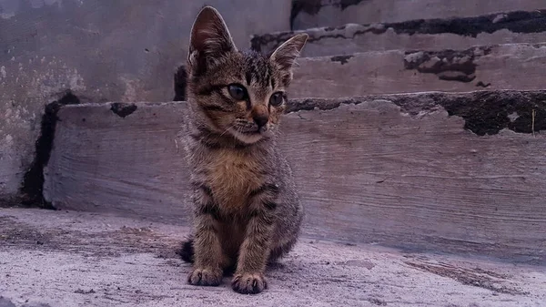 古い階段の上に子猫の赤ちゃんのクローズ — ストック写真