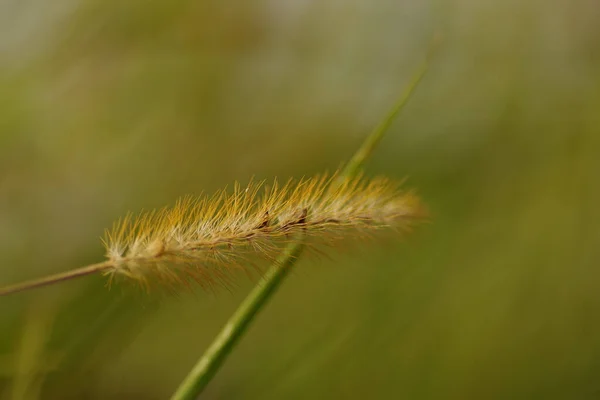 Setaria Pumila Róka Köles Előtt Álló Fűszál Kilátással Egy Elmosódott — Stock Fotó