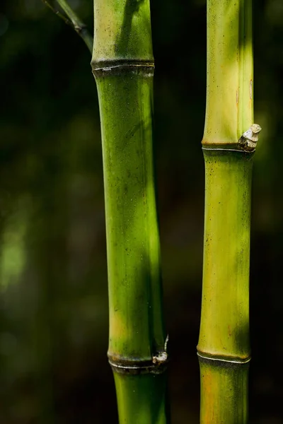 Vertikal Bild Bambusträd — Stockfoto