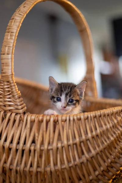 Tiro Vertical Lindo Lindo Gatinho Fofo Uma Cesta Dentro Casa — Fotografia de Stock