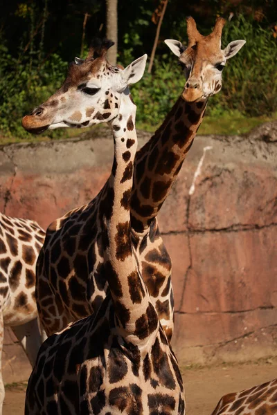 Une Paire Grandes Girafes Dans Parc Naturel Ensoleillé — Photo