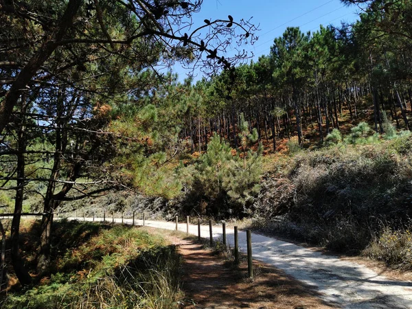 Egy Gyönyörű Ösvény Zöldekkel Fákkal Körülvéve Spanyolországi Parkban — Stock Fotó