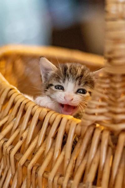 Sebuah Gambar Vertikal Lucu Berbulu Sedikit Penasaran Anak Kucing Duduk — Stok Foto