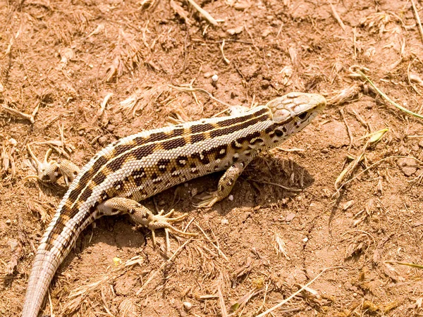 Tiro Perto Lagarto Areia Fêmea Chão Áustria — Fotografia de Stock