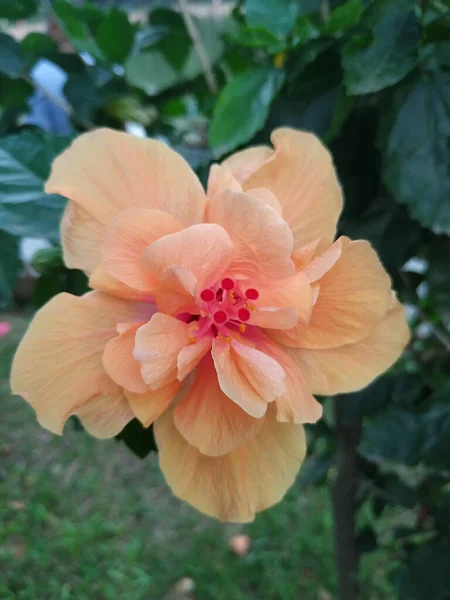 Vacker Hibiscus Blomma Trädgård — Stockfoto