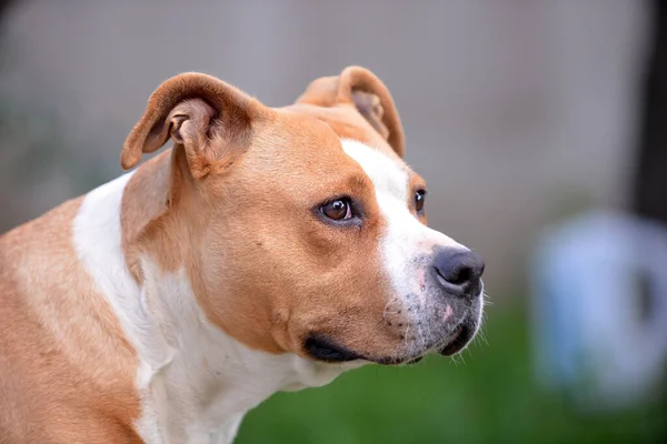 Close Rosto Americano Staffordshire Terrier — Fotografia de Stock