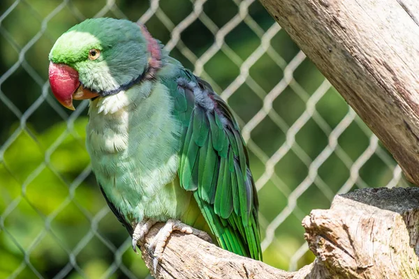 Primo Piano Pappagallo Verde Ramo Uno Zoo — Foto Stock