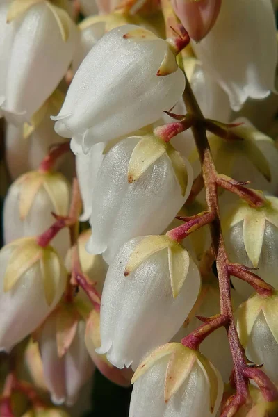 Een Schilderachtig Shot Van Witte Heide Bloeiende Planten Groeiend Tuin — Stockfoto