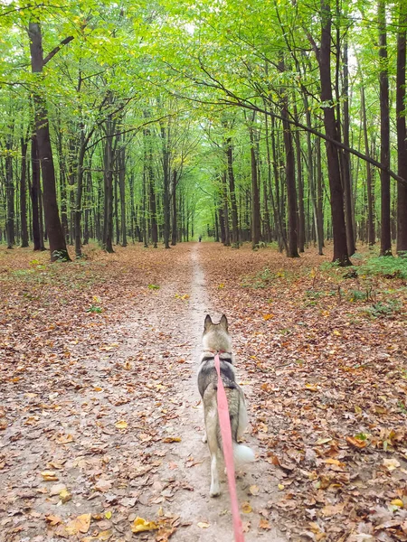 Tiro Vertical Perro Bosque — Foto de Stock