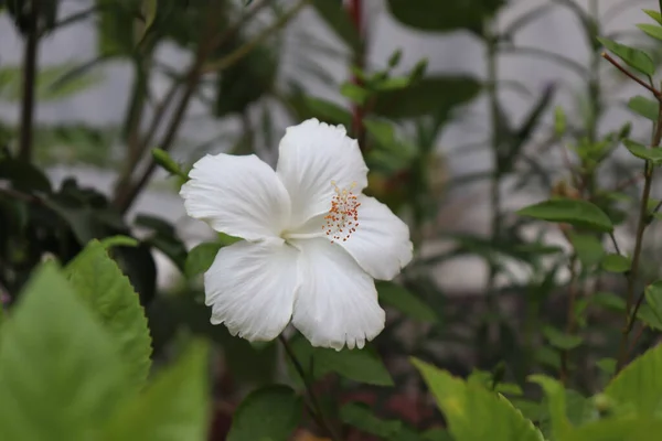 Biały Hibiskus Kwitnący Ogrodzie Tarasu — Zdjęcie stockowe