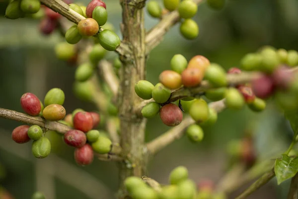 Closeup Shot Grapes Garden Day — Stock Photo, Image