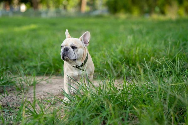 Egy Cuki Francia Bulldog Füvön — Stock Fotó