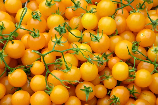 Naranja Madura Tomates Tumbling Tom —  Fotos de Stock