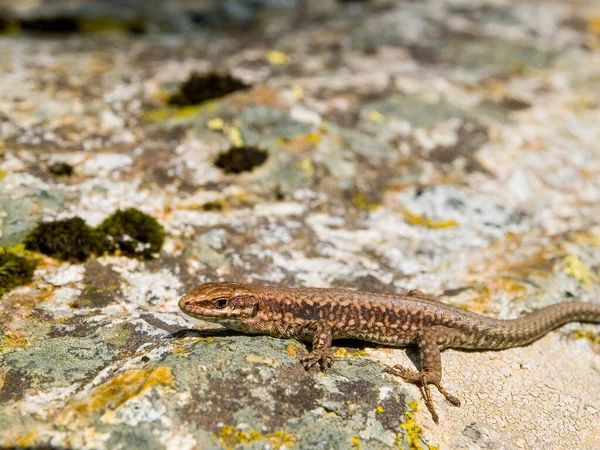 Tiro Perto Lagarto Parede Comum Uma Superfície Rochosa Áustria — Fotografia de Stock