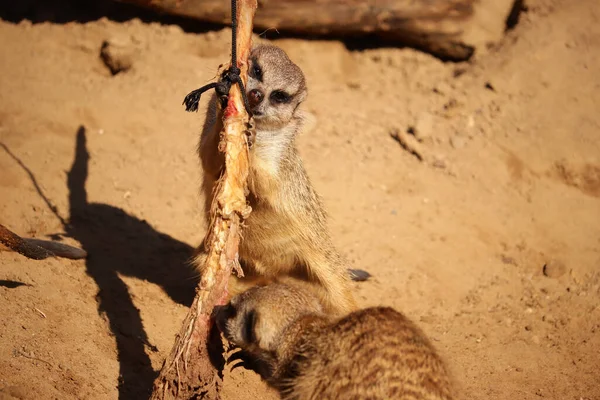 Gros Plan Suricat Mâchant Sur Une Branche — Photo