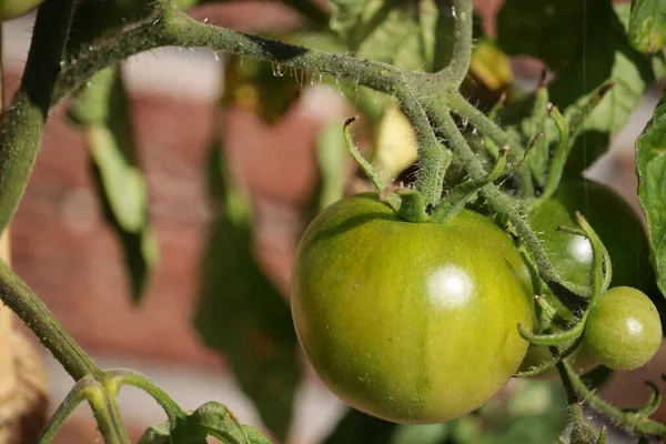 Tiro Close Tomates Verdes Crescendo Videiras — Fotografia de Stock