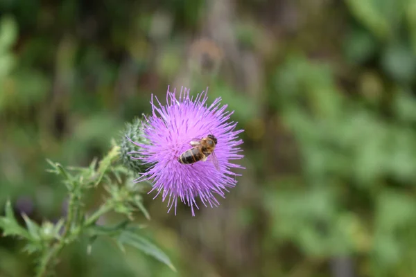 Μια Επιλεκτική Φωτογραφία Μιας Μέλισσας Γαϊδουράγκαθο — Φωτογραφία Αρχείου