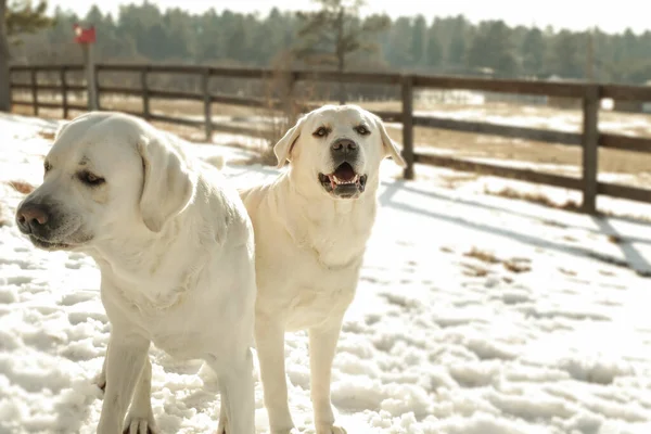 Lähikuva Kahdesta Labradorinnoutajan Koirasta Ulkona Talvella — kuvapankkivalokuva