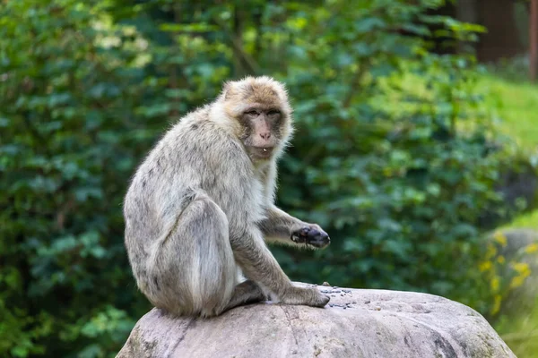 Beautiful Barbary Macaque Monkey Park — Stock Photo, Image