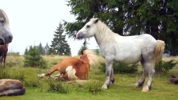 Konie Łące — Wideo stockowe