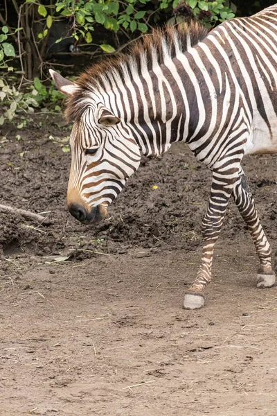 Pionowe Ujęcie Zebry Safari — Zdjęcie stockowe