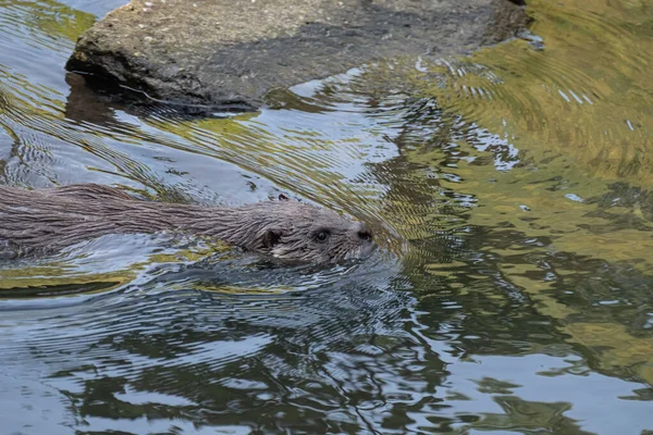 Closeup Shot Otter Swimming Swampy Water — Stock Photo, Image