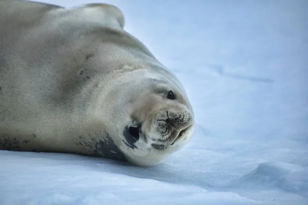 Портрет Очаровательного Тюленя Внимательным Взглядом Лежащим Снегу — стоковое фото