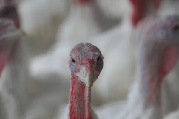 A portrait of a turkey on the farm