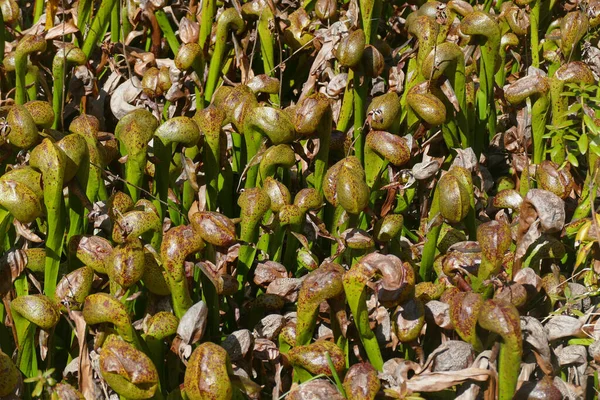 Uma Foto Cênica Plantas Com Flores Darlingtonia Californica Cobra Crescendo — Fotografia de Stock