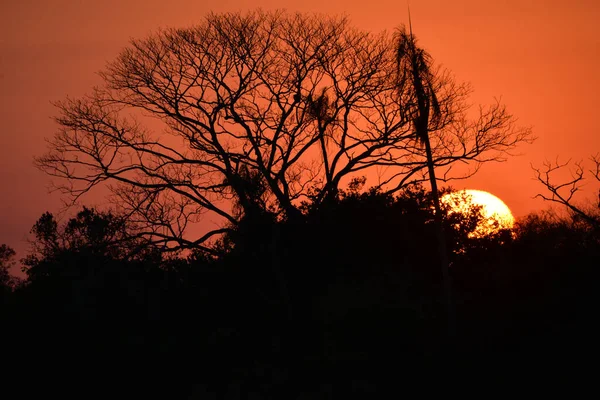 Silhuetas Árvores Arbustos Durante Belo Pôr Sol Vermelho — Fotografia de Stock