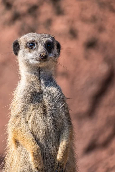 Selektiv Fokus Närbild Bild Söt Surikat — Stockfoto