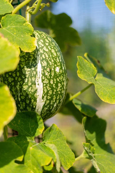 Vertikal Bild Fitcephaly Pumpa Mitt Bland Stora Blad Mot Grön — Stockfoto