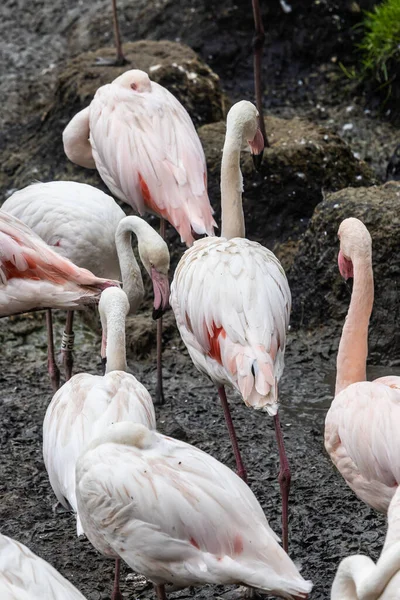 Vertikal Bild Grupp Flamingos Park — Stockfoto