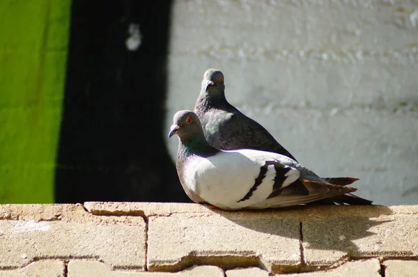 Pair Urban Pigeons Rest Front Graffito Underground Station Sunny Afternoon — Stock Photo, Image