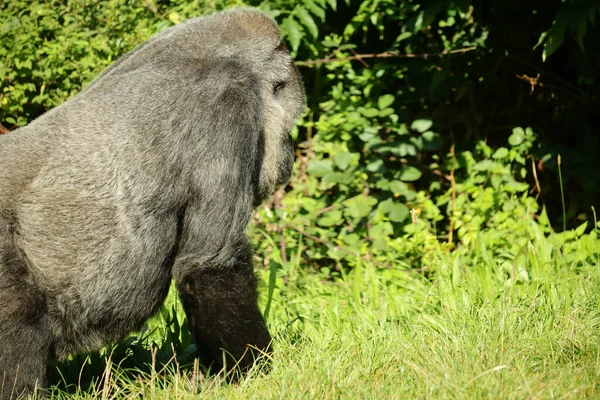 Stor Gorilla Kryper Ett Grönt Fält — Stockfoto