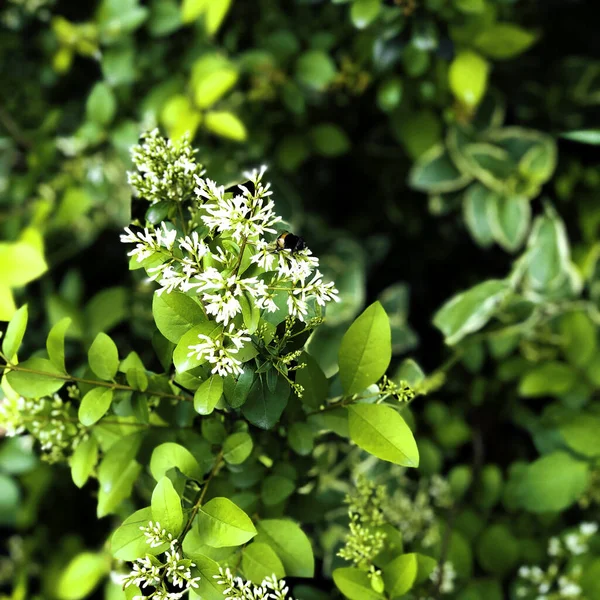 Colpo Selettivo Fuoco Dei Fiori Bianchi Del Privet Fra Fogli — Foto Stock