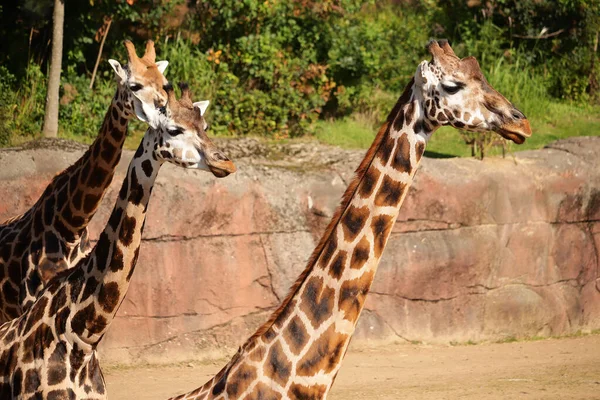 Группа Высоких Жирафов Природном Парке — стоковое фото