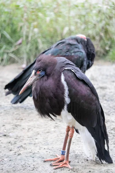 一对黑鹤在田野上的垂直镜头 — 图库照片