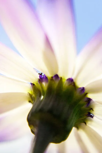 Ένα Κάθετο Πλάνο Από Ένα Όμορφο Λουλούδι Μαργαρίτα — Φωτογραφία Αρχείου