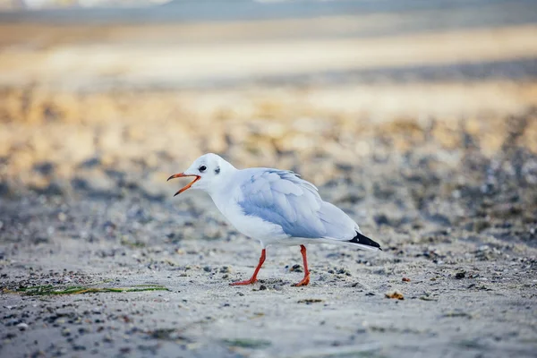 Ein Weicher Fokus Einer Möwe Die Einem Sandstrand Spaziert — Stockfoto