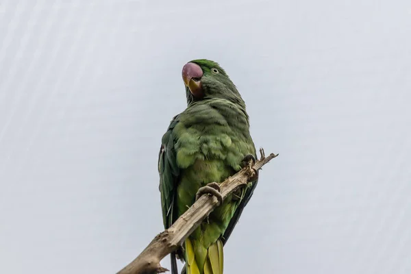 Güzel Yeşil Bir Muhabbet Kuşunun Daldaki Alçak Açılı Görüntüsü — Stok fotoğraf