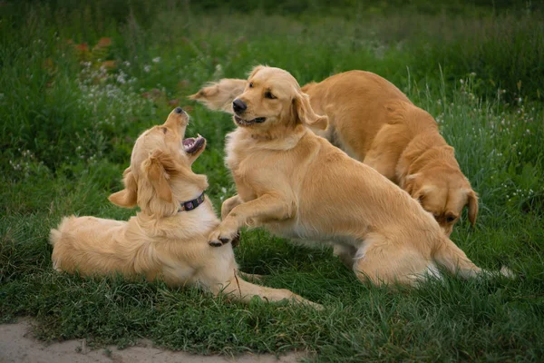 Primer Plano Perros Golden Retriever Jugando Aire Libre —  Fotos de Stock