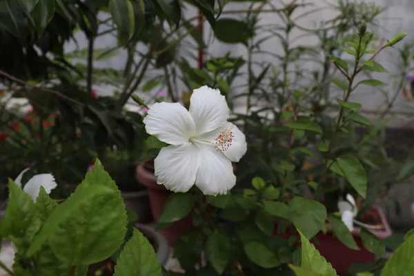 Neu Delhi Indien 2019 Ein Weißer Hibiskus Blüht Einem Terrassengarten — Stockfoto