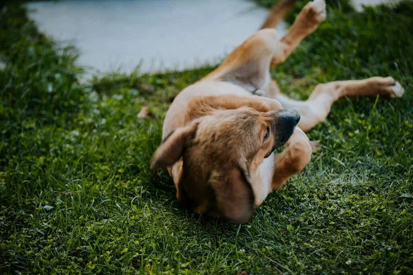 Selective Focus Shot Dog Playing Lawn — Stock Photo, Image