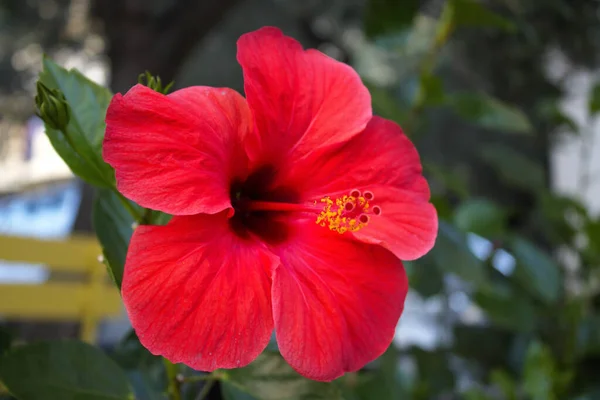 Een Close Shot Van Een Prachtige Rode Hawaiiaanse Hibiscus Schoenplant — Stockfoto