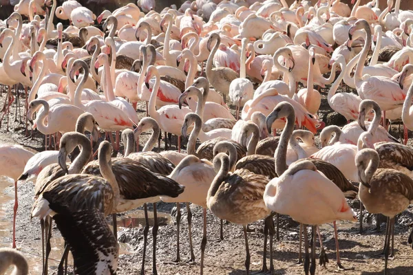 Stor Grupp Vilda Flamingos Nära Damm — Stockfoto