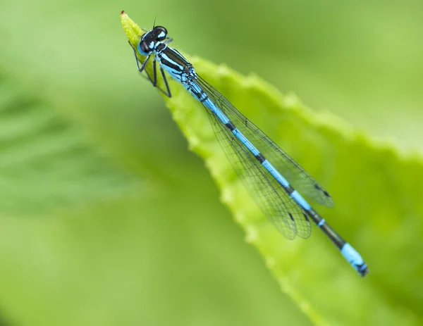 Makroaufnahme Einer Libelle Auf Einem Blatt Freien Bei Tageslicht — Stockfoto