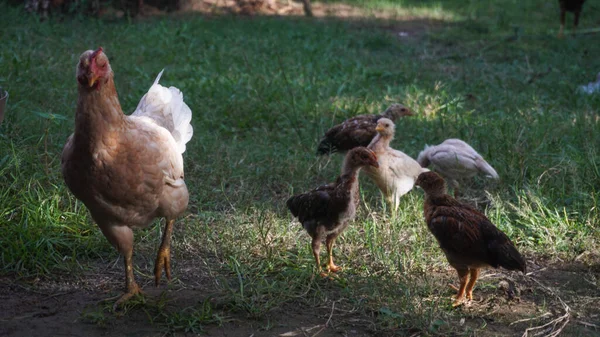 Kyckling Med Sina Kycklingar Gård — Stockfoto